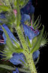 Common viper's bugloss